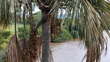 fruit van de Buriti palm boom foto