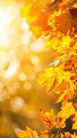 gouden herfst bladeren verlicht foto