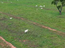 veld- weiland Oppervlakte met wit koeien begrazing foto