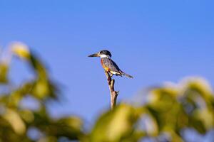 dier geringd ijsvogel vogel foto