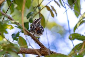 gestreept vliegenvanger vogel foto