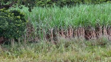 suiker riet plantage foto