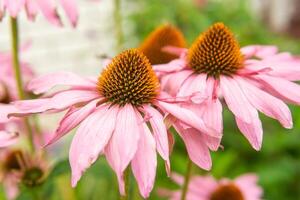 mooi madeliefjes groeit in de tuin. tuinieren concept, detailopname. de bloem is bestoven door een hommel. foto