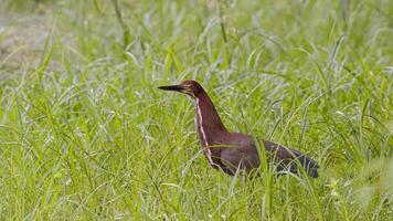 rufescent tijger reiger dier foto