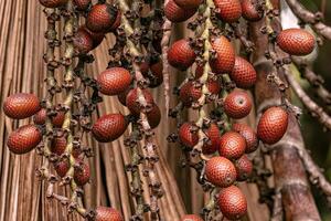 fruit van de Buriti palm boom foto