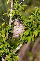 nest van lang getailleerd honing wespen foto