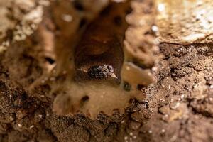 steekloos bijen insecten kolonie bijenkorf foto