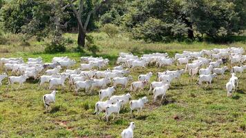 veld- weiland Oppervlakte met wit koeien begrazing foto