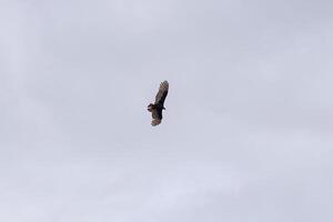 kalkoen gier vogel foto