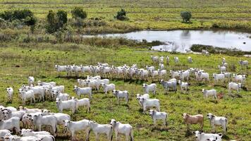 veld- weiland Oppervlakte met wit koeien begrazing foto