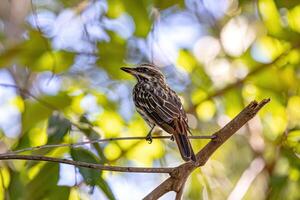 gestreept vliegenvanger vogel foto