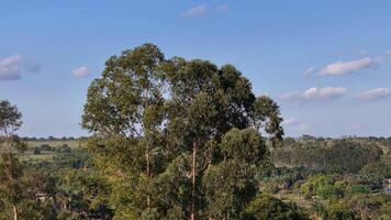 luifel van weinig eucalyptus bomen foto