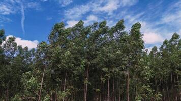 teelt van eucalyptus bomen foto