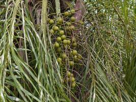 ara palm fruit foto