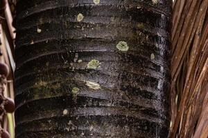 romp van de Buriti palm boom foto