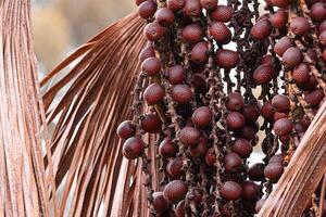 fruit van de Buriti palm boom foto