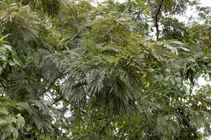 groen bladeren van angiosperm boom foto