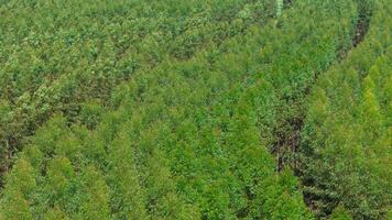 teelt van eucalyptus bomen foto