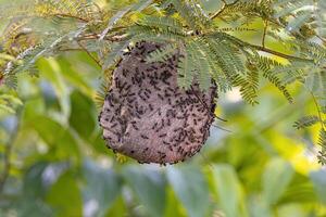 nest van lang getailleerd honing wespen foto