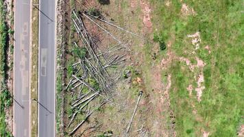 eucalyptus boomstammen en gekapt bomen foto