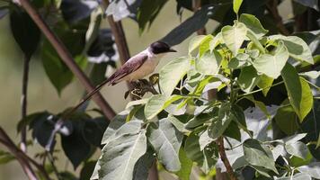 vork staart vliegenvanger vogel foto