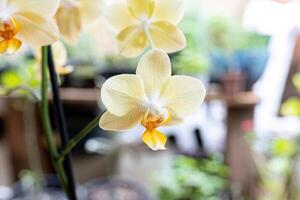 orchidee bloeiend fabriek foto