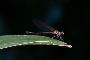 volwassen robijnrode vlek waterjuffer insect foto