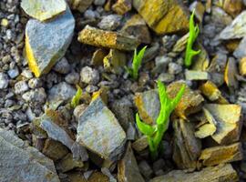 toppen van morning glory ontspruiten op rotsachtige heuvel foto