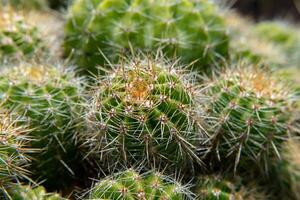 sluit omhoog van cactus foto