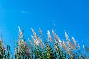 wild riet bloem. foto