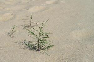 zaailingen van pijnboom bomen groeit Aan zand. foto