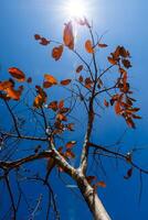 rood bladeren Aan bomen in herfst met lucht en zon. foto