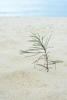 zaailingen van pijnboom bomen groeit Aan zand. foto