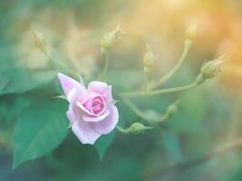 roze van damast roos bloem. foto