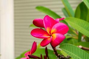 donker roze frangipani bloem foto