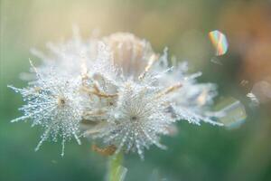 water laten vallen dauw Aan jas toetsen bloem met licht. foto