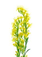 solidago canadensis bloem foto