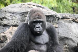 een visie van een gorilla foto