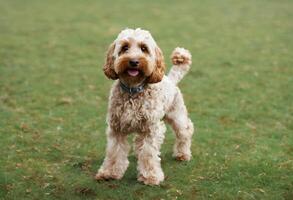 een visie van een cokapoo hond foto