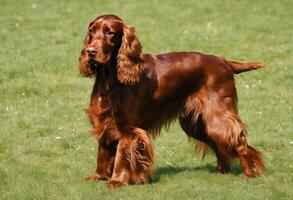 een visie van een rood setter foto