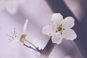 bloemen van de kers of appel bloesem. sakura bloem. foto