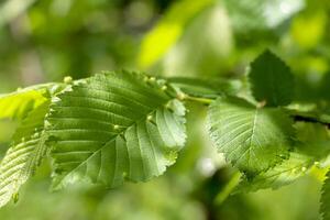 zomer groen bladeren. groen bladeren in zomer dag. foto