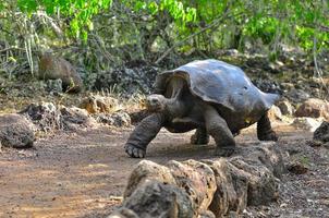 Galapagos-schildpad, Galapagos-eilanden, Ecuador foto