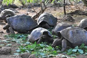 Galapagos-schildpad, Galapagos-eilanden, Ecuador foto