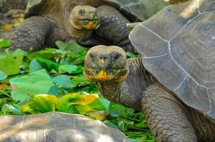 Galapagos-schildpad, Galapagos-eilanden, Ecuador foto