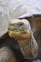 Galapagos-schildpad, Galapagos-eilanden, Ecuador foto
