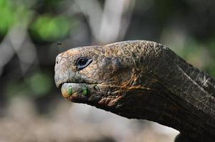 Galapagos-schildpad, Galapagos-eilanden, Ecuador foto