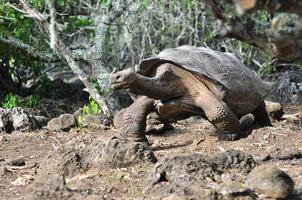 Galapagos-schildpad, Galapagos foto