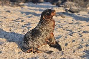 Sealion San Cristobal Island, Galapagos, Ecuador foto