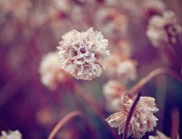 wilde bloemen macro foto